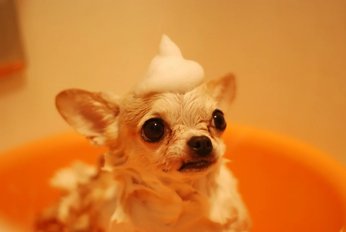 Small white dog with shampoo foam on its head in an orange tub